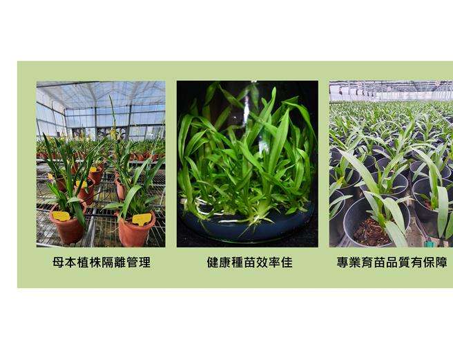 农业部强化源头管理，控管文心兰种苗品质。（农业部提供／李欣恬台北传真）