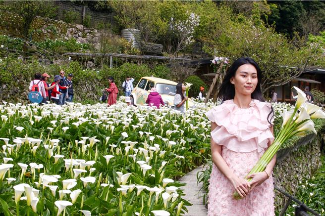 竹子湖純白海芋目前盛開中，北市府產業局攜手北投區農會輔導海芋地景ＩＧ打卡點設計展，今年以「芋見小時候」為主題，竹子湖花農們親手打造童趣感、時尚感、復古風十足的地景藝術，14日一開幕即吸引國內外遊客蒞臨打卡，營造竹子湖海芋田充滿「童趣風格打卡」氛圍，也帶來一場視覺盛宴。（鄧博仁攝）