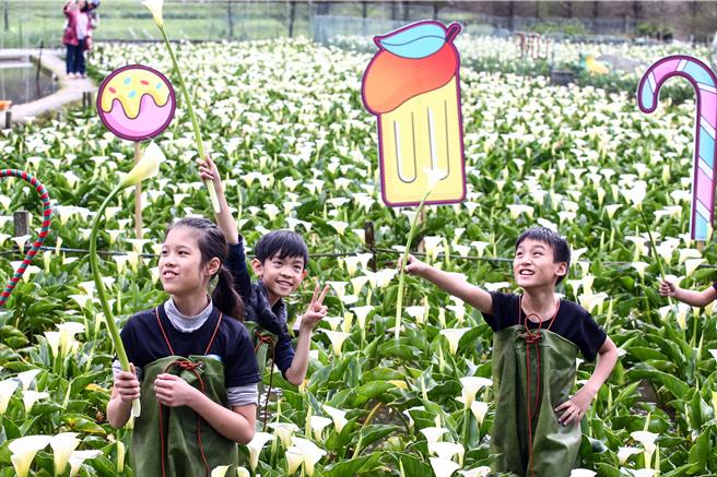 竹子湖純白海芋目前盛開中，北市府產業局攜手北投區農會輔導海芋地景ＩＧ打卡點設計展，今年以「芋見小時候」為主題，竹子湖花農們親手打造童趣感、時尚感、復古風十足的地景藝術，14日一開幕即吸引國內外遊客蒞臨打卡，營造竹子湖海芋田充滿「童趣風格打卡」氛圍，也帶來一場視覺盛宴。（鄧博仁攝）