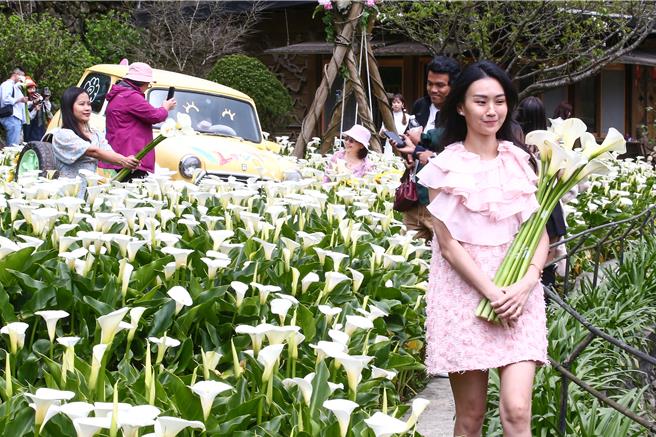 竹子湖純白海芋目前盛開中，北市府產業局攜手北投區農會輔導海芋地景ＩＧ打卡點設計展，今年以「芋見小時候」為主題，竹子湖花農們親手打造童趣感、時尚感、復古風十足的地景藝術，14日一開幕即吸引國內外遊客蒞臨打卡，營造竹子湖海芋田充滿「童趣風格打卡」氛圍，也帶來一場視覺盛宴。（鄧博仁攝）