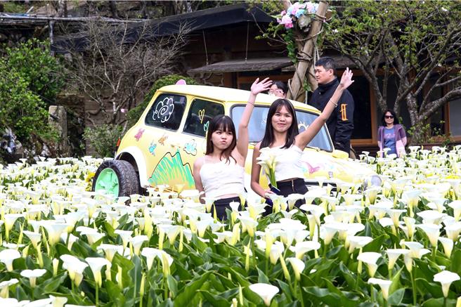 竹子湖純白海芋目前盛開中，北市府產業局攜手北投區農會輔導海芋地景ＩＧ打卡點設計展，今年以「芋見小時候」為主題，竹子湖花農們親手打造童趣感、時尚感、復古風十足的地景藝術，14日一開幕即吸引國內外遊客蒞臨打卡，營造竹子湖海芋田充滿「童趣風格打卡」氛圍，也帶來一場視覺盛宴。（鄧博仁攝）