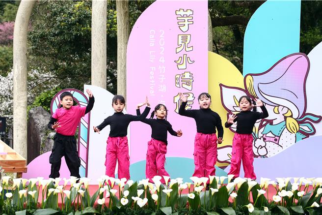 竹子湖海芋花已蓄勢待發，白色情人節3月14日當天辦理2024海芋季開幕式，系列精彩活動將啟動綻放，竹子湖3月14日至4月28日為海芋季；4月29日至5月16日期間正是海芋及繡球花季的交接期；5月17日接棒繡球花季登場。開幕當天請來小朋友表演，帶大家「芋見小時候」。（鄧博仁攝）