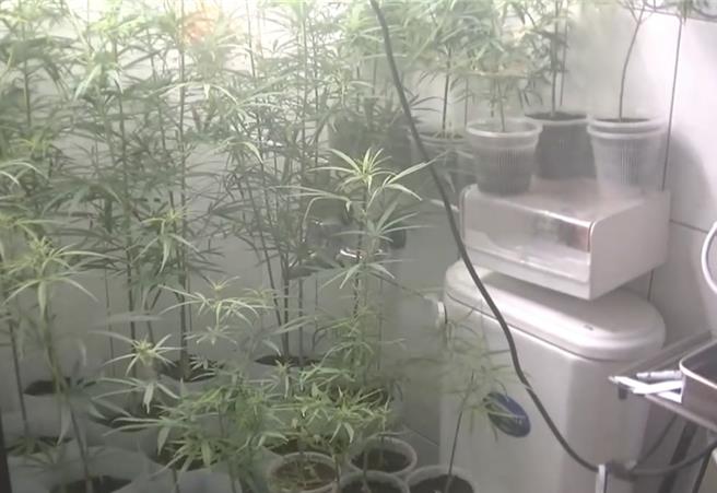 警方查獲3處大麻植栽場。（翻攝照片／林郁平台北傳真）