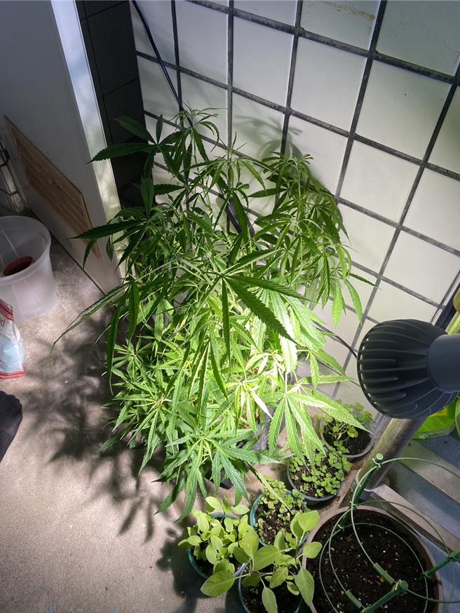 警方查獲3處大麻植栽場。（翻攝照片／林郁平台北傳真）