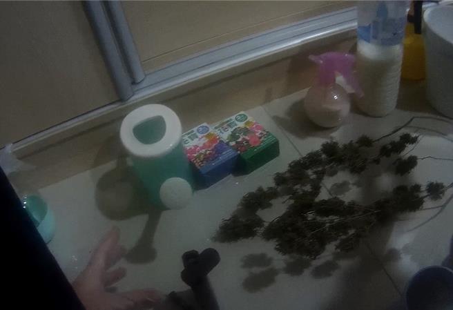 全國同步查緝大麻，共查獲290名嫌犯到案。（翻攝照片／林郁平台北傳真）