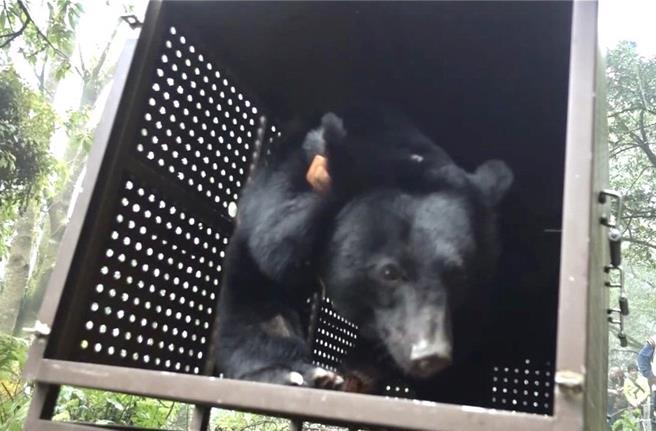 Lanihu野放时小心翼翼探询周边环境。（林业保育署台东分署提供／蔡旻妤台东传真）