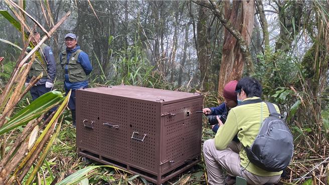 Lanihu野放前，野湾野生动物保育协会及工作人员正在进行最后的确认工作。（林业保育署台东分署提供／蔡旻妤台东传真）