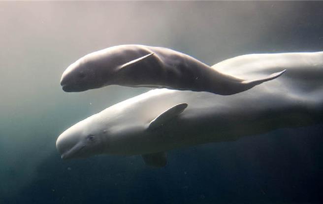 白鯨也是一種群居的鯨魚（路透社）