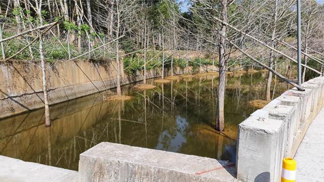 居民指控指控埔里农庄公司擅自在野溪上游设置拦砂坝蓄水，还在河道栽种20多棵落羽松，影响排洪安全，也威胁台湾白鱼生存。（杨静茹摄）