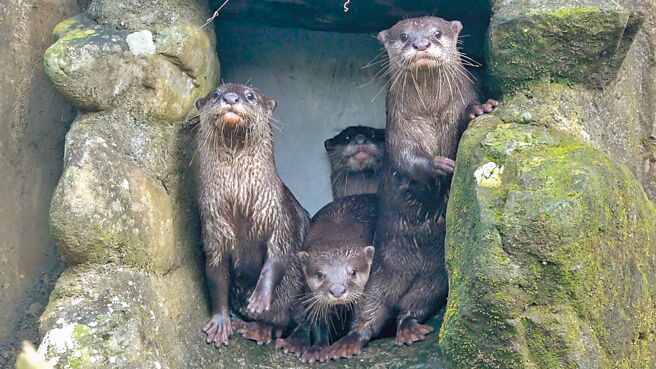 台北市立動物園小爪水獺「蜜香」與「史達奇」去年12月誕下寶寶，現在遊客有機會在溫帶區看到寶寶學游泳的模樣。（台北市立動物園提供／蔡佩珈台北傳真）