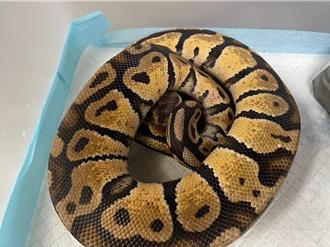 王蛇、球蟒等嘸飼主！桃園「特殊萌寵」認養3／23登場