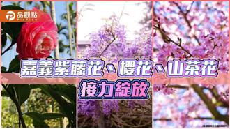品观点｜嘉义紫藤花、樱花、山茶花接力绽放 赏花行程一波接一波