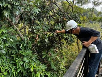 荔枝椿象现踪大坑步道 施放6万只「平腹小蜂」防治