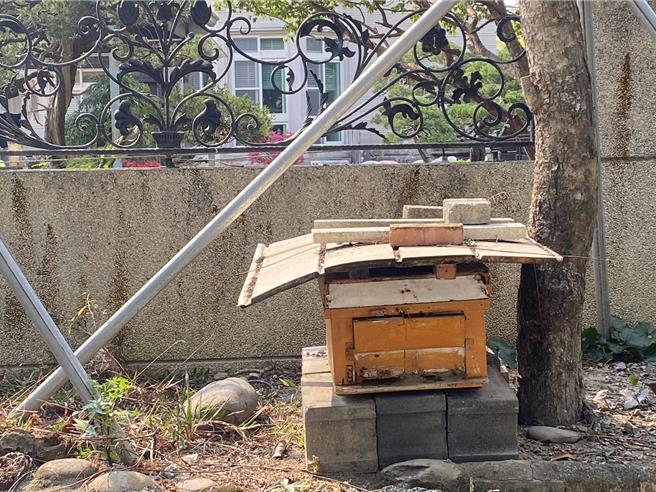 朱姓民宅的蜂王，交由邻居养蜂人士收养。（林雅惠摄）