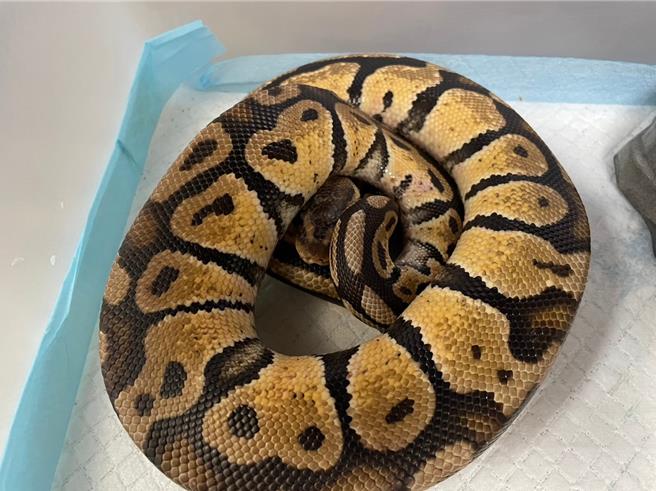 桃园动保处第5波特殊宠物认养活动3月23日在中坜登场，图为球蟒。（动保处提供／蔡明亘桃园传真）