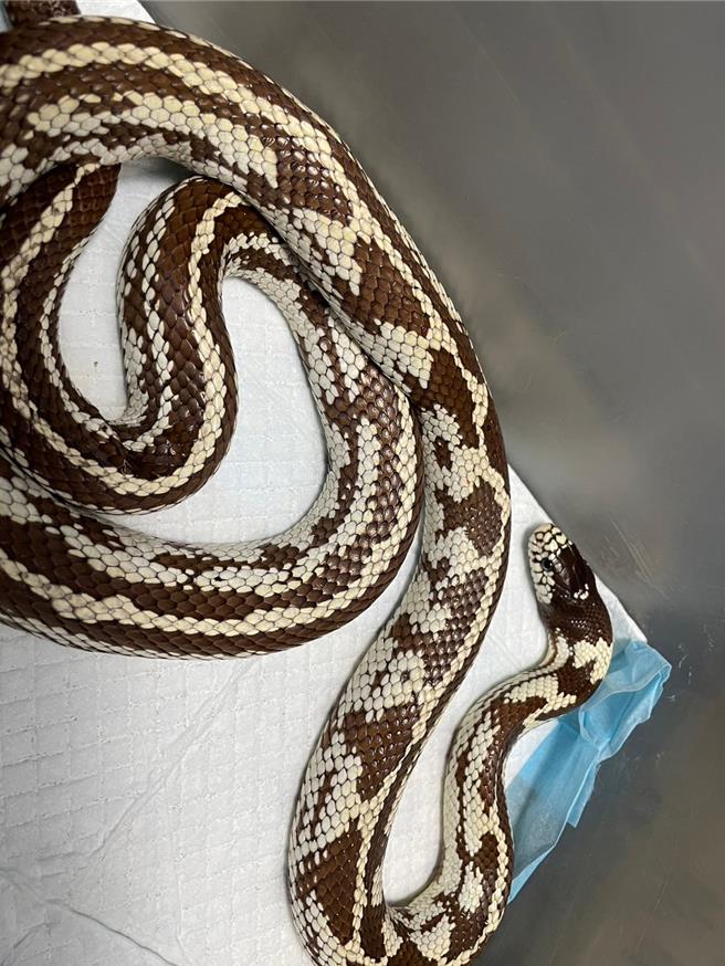 桃园动保处第5波特殊宠物认养活动3月23日在中坜登场，图为较少见的王蛇。（动保处提供／蔡明亘桃园传真）