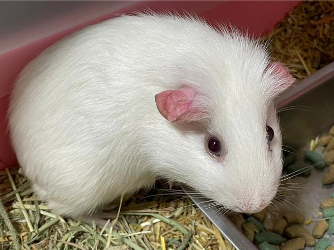 桃园开放认养特殊宠物，图为天竺鼠之一。（动保处提供／蔡明亘桃园传真）