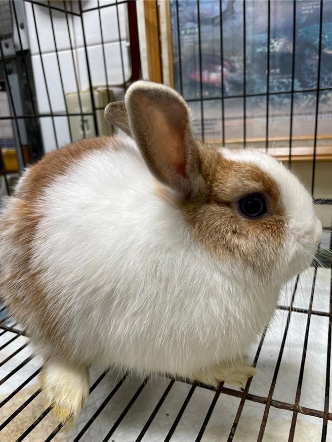 桃园开放认养特殊宠物，图为兔子之一。（动保处提供／蔡明亘桃园传真）