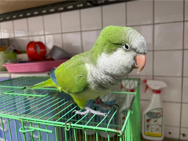 桃园开放认养特殊宠物，图为和尚鹦鹉之一。（动保处提供／蔡明亘桃园传真）