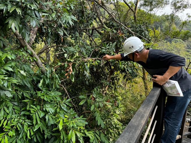 台中大坑是热门的登山步道，观旅局在9号步道释放平腹小蜂。（台中市观旅局提供／陈淑娥台中传真）