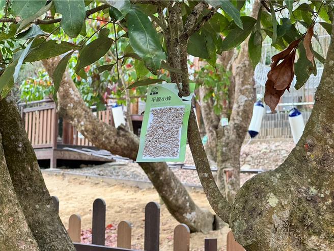 台中大坑是热门的登山步道，观旅局在1号登山步道体能训练场释放平腹小蜂。（台中市观旅局提供／陈淑娥台中传真）