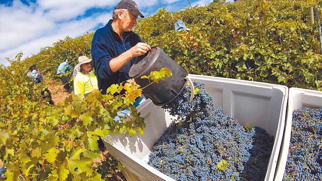 中國外長王毅即將出訪澳洲之際，大陸是否會取消對澳洲葡萄酒徵收的高關稅，成為各界關注焦點。（新華社）