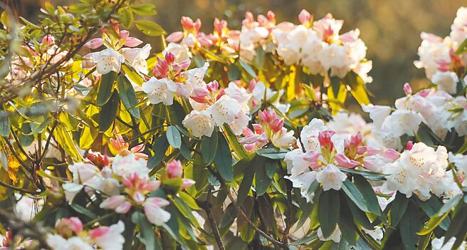 玉山國家公園塔塔加山區的玉山杜鵑綻放，即日起至4月清明連假都是最佳賞花期。（玉山國家公園提供／楊靜茹南投傳真）