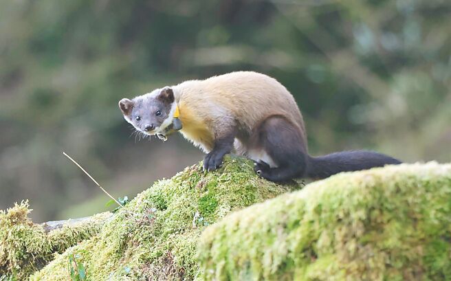 玉管處呼籲民眾，務必將食物收好，避免引來黃喉貂（見圖）、台灣獼猴等野生動物覓食。（玉山國家公園提供／楊靜茹南投傳真）