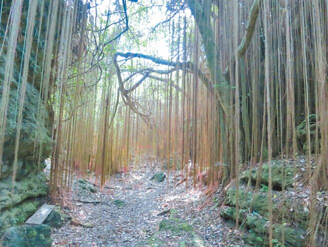 國立中山大學生物科學系團隊在壽山國家自然公園監測到90多種外來植物。祕境景點「一簾幽夢」的錦屏粉藤看似夢幻浪漫，但因其掠奪土壤與陽光，所到之處幾乎寸草不生。（國立中山大學提供／袁庭堯高雄傳真）