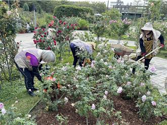 在北市种玫瑰有够难 玫瑰展职人展现功力