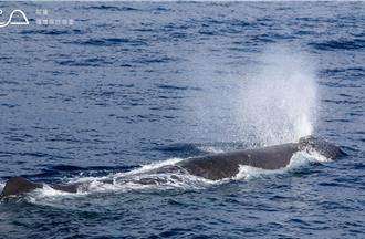花莲海洋志工生态调查 抹香鲸提早惊喜现身