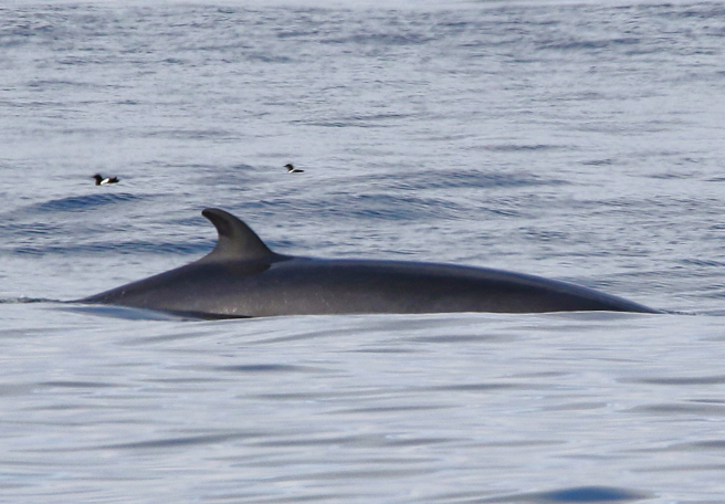 挪威外海巨鲸的示意照。（图:shutterstock/达志）