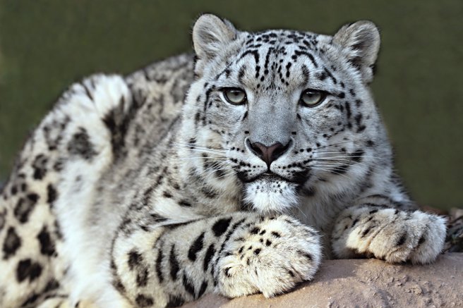 摄影师在大陆青藏高原拍到两只雪豹，为了争抢地盘大打出手，未料牠们是父女关系，随即就停下来对望。(示意图:shutterstock/达志)
