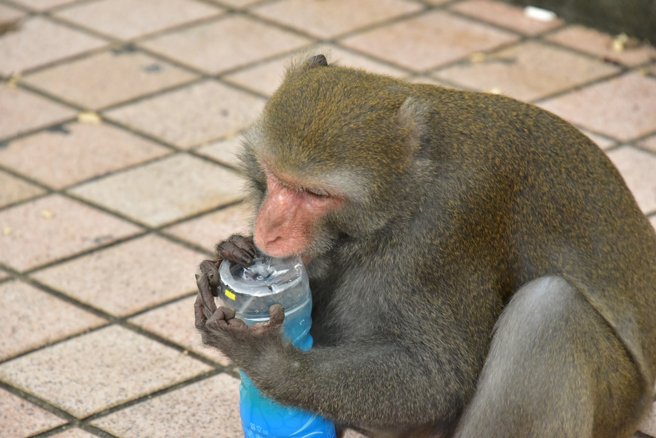網友分享「台灣教授決鬥猴子被逼退」的影片，吸引43萬人朝聖。（示意圖：shutterstock／達志）