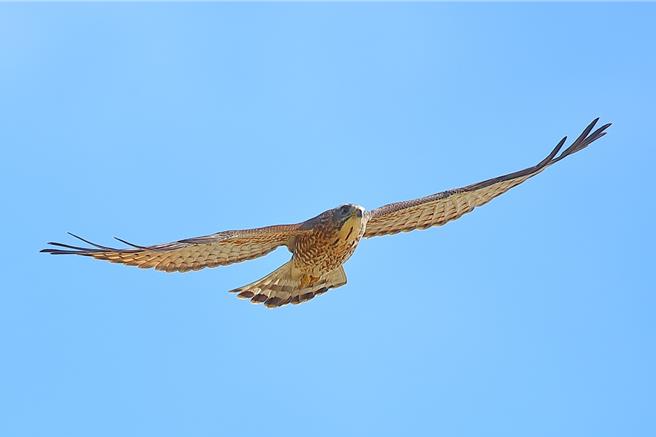 彰化县「鹰扬八卦赏鹰活动」16日揭幕。县长王惠美表示，八卦山每年3、4月间都会出现灰面鵟鹰过境的盛大场面，近年数量从1万多只倍增到3万多只，邀请全国民眾3月16、17日到彰化赏鹰。（彰化县野鸟学会提供／陈淑芬彰化传真）