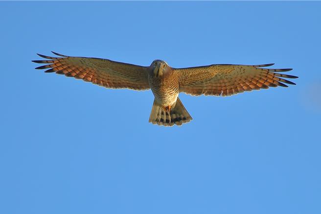 彰化县「鹰扬八卦赏鹰活动」16日揭幕。县长王惠美表示，八卦山每年3、4月间都会出现灰面鵟鹰过境的盛大场面，近年数量从1万多只倍增到3万多只，邀请全国民眾3月16、17日到彰化赏鹰。（彰化县野鸟学会提供／陈淑芬彰化传真）