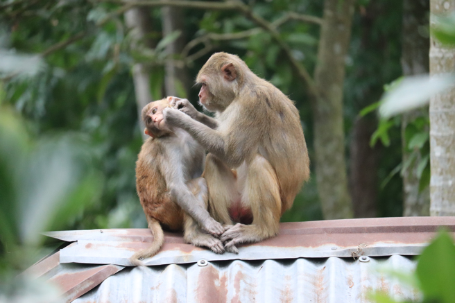 大陸一名男屋主睡覺時，家中突闖入野生猴子，但他完全沒有察覺，不少網友笑說「睡眠品質真好」。(示意圖:shutterstock/達志)