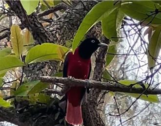 「台灣最美麗的野鳥」現身台南山上水道博物館 手機即可錄下叫聲