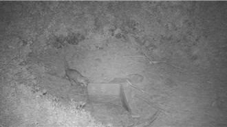 麝香貓現蹤海拔2800公尺麟趾山區 至少活動2-3個月