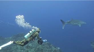 影》鯨鯊罕現蹤綠島 人與魚同游畫面曝