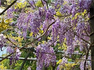 嘉義山區櫻花、紫藤花浪漫盛開 嘉市區賞桃花心木美景
