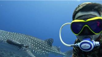 影》鯨鯊綠島現蹤畫面身上還吸附2條小魚 專家說明了