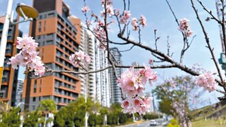 竹县 兴隆路眾花争艳 野战公园植树700棵
