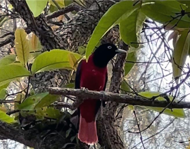 台南山上花園水道博物館園區最近再度發現俗名紅鶯、有「台灣最美麗野鳥」之稱的朱鸝現身。（水道博物館提供／洪榮志台南傳真）
