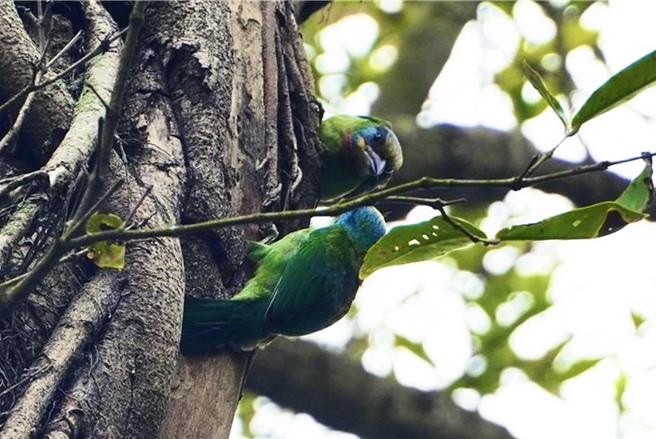 台南山上花園水道博物館園區內的五色鳥。（水道博物館提供／洪榮志台南傳真）