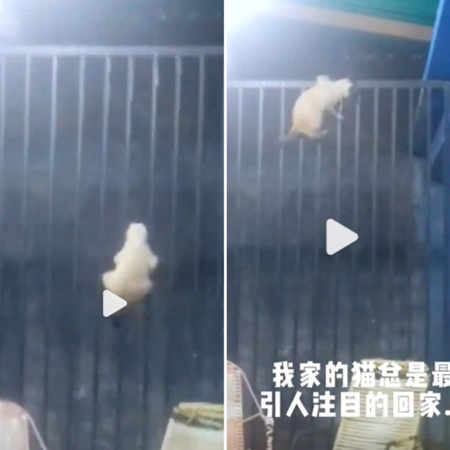 一名網友日前分享自家貓咪回家的方式，竟是從外面跳上高墻，再一躍落到地上，場面一度驚心動魄。（圖 / 翻攝自微博）