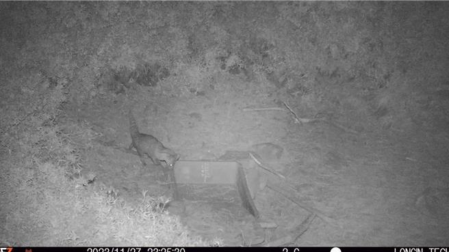 2023年11月底發現麝香貓在海拔近2800公尺的麟趾山區活動。（屏科大野保所翁國精教授團隊提供／張亦惠台中傳真）