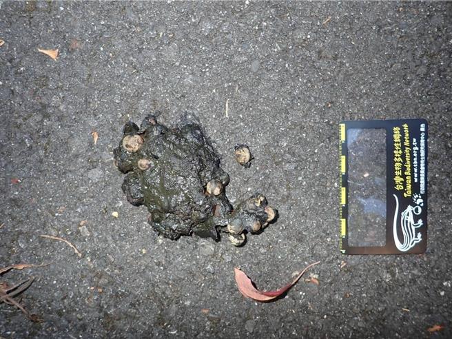 麝香貓也喜歡吃植物，排遺有紅楠的果實。（台北市立動物園張廖年鴻博士提供／張亦惠台中傳真）