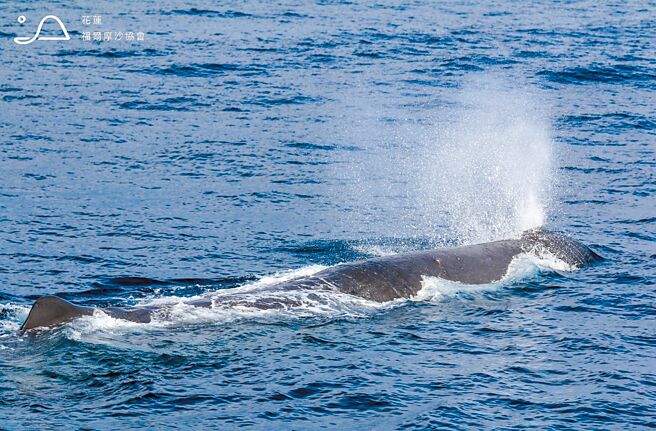 花莲县福尔摩沙协会16日搭赏鲸船出海展开海洋生态调查，在清水断崖附近海域巧遇长达17公尺的大型抹香鲸。（多罗满赏鲸提供／王志伟花莲传真）