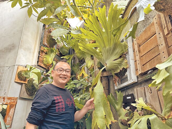 「鹿木三分」工作室负责人何嘉培，对「鹿角蕨」是从零开始摸索，如今各式品种的「鹿儿」子孙成群。（于家麒摄）